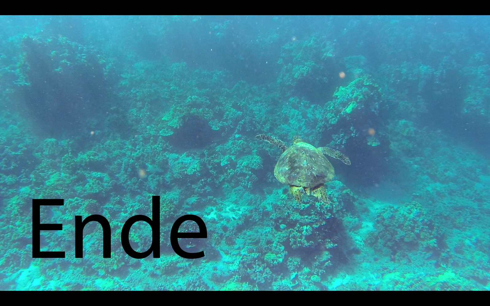 598 DSC02539b Schildi2 scharf ENDE